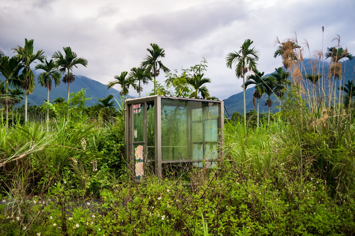 Betel Nut Booth in the Wilderness