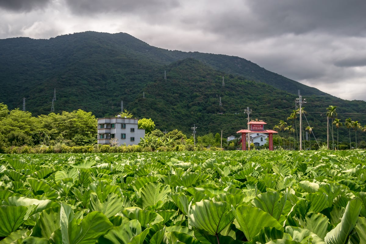 Taro Fields in the Huadong Valley