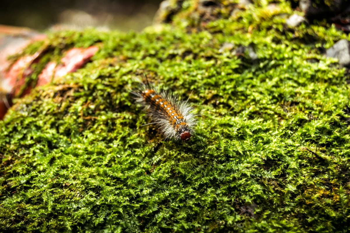 Fuzzy caterpillar on the Yinhe trail