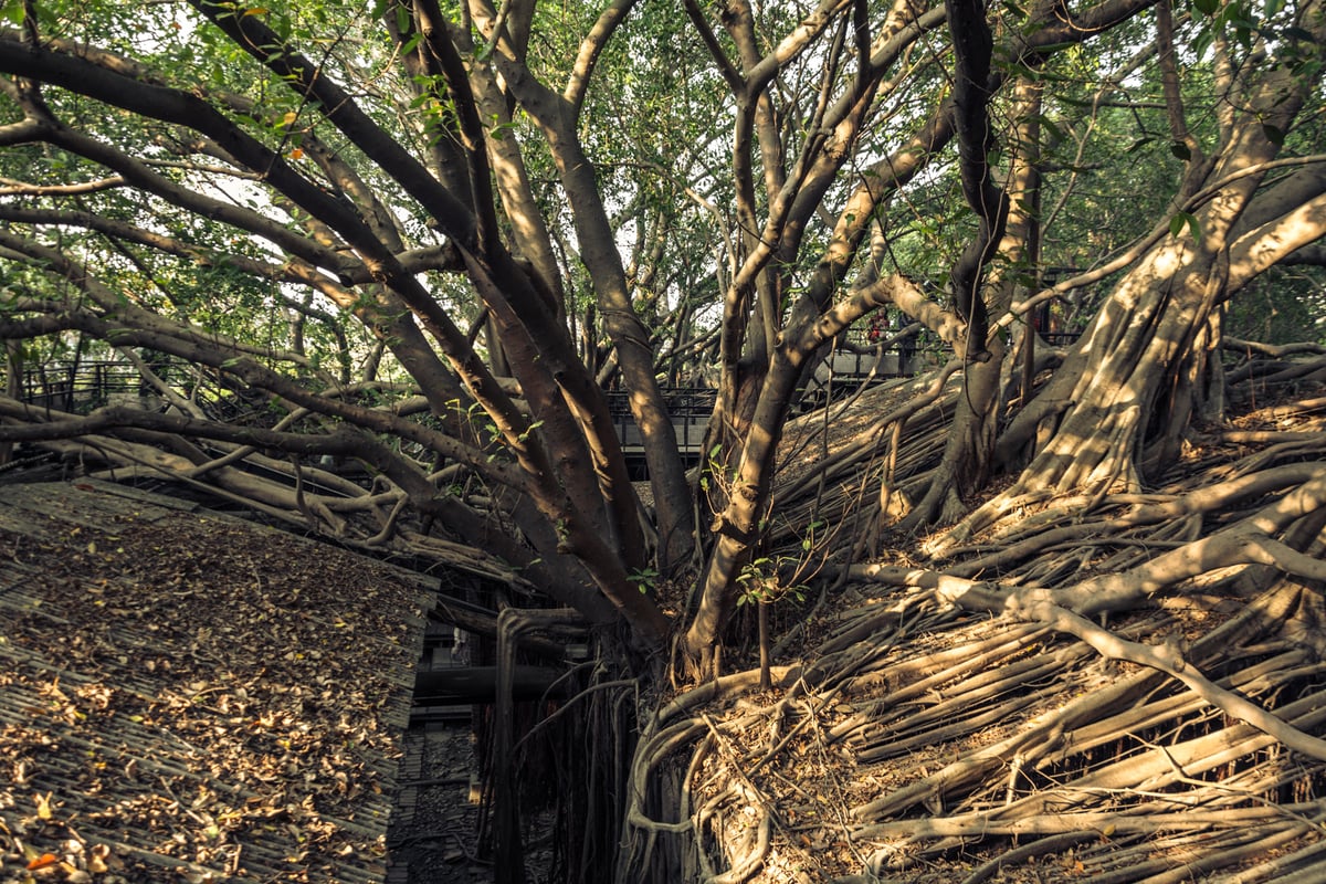 Banyan trees growing out of an old warehouse in Anping