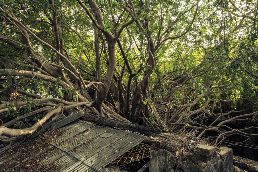 Anping Tree House from the heights