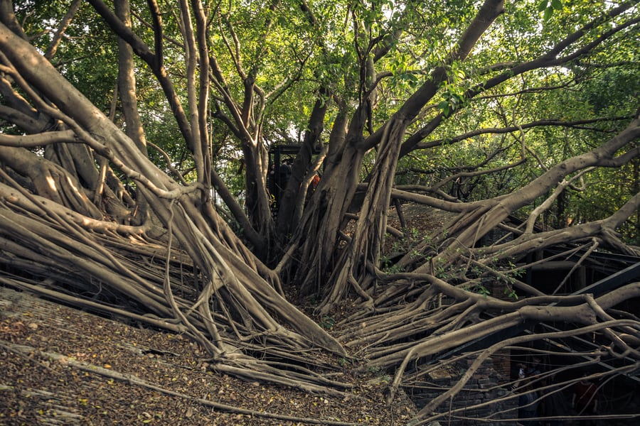 Colonized by nature