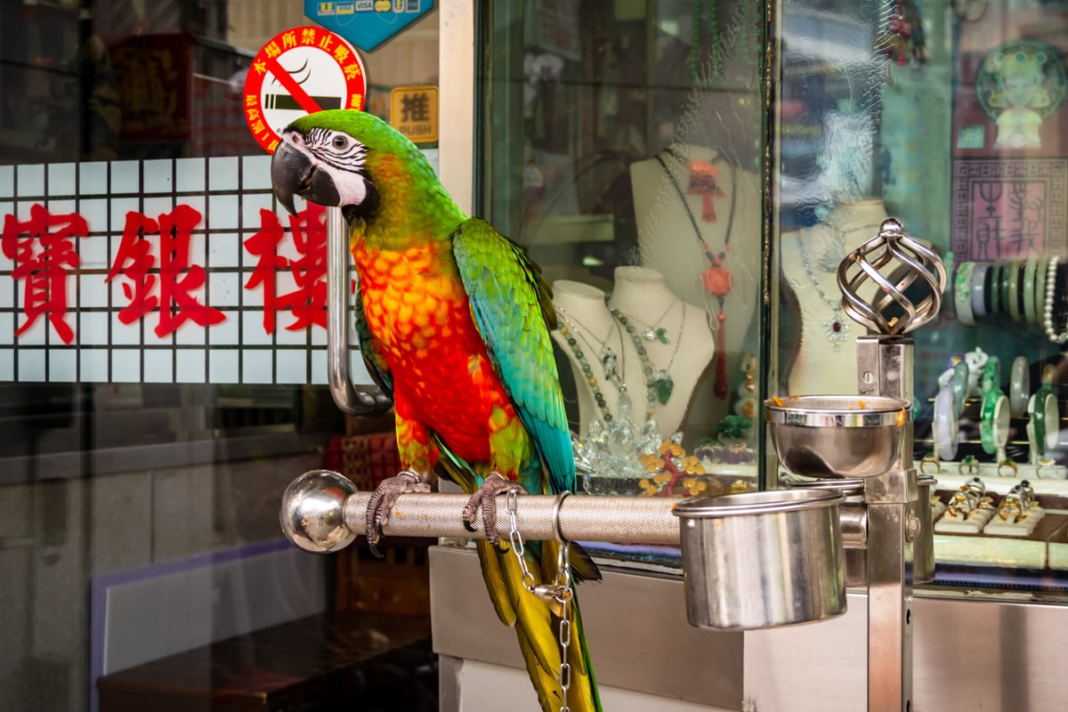 Yuanlin Jewelry Shop Parrot