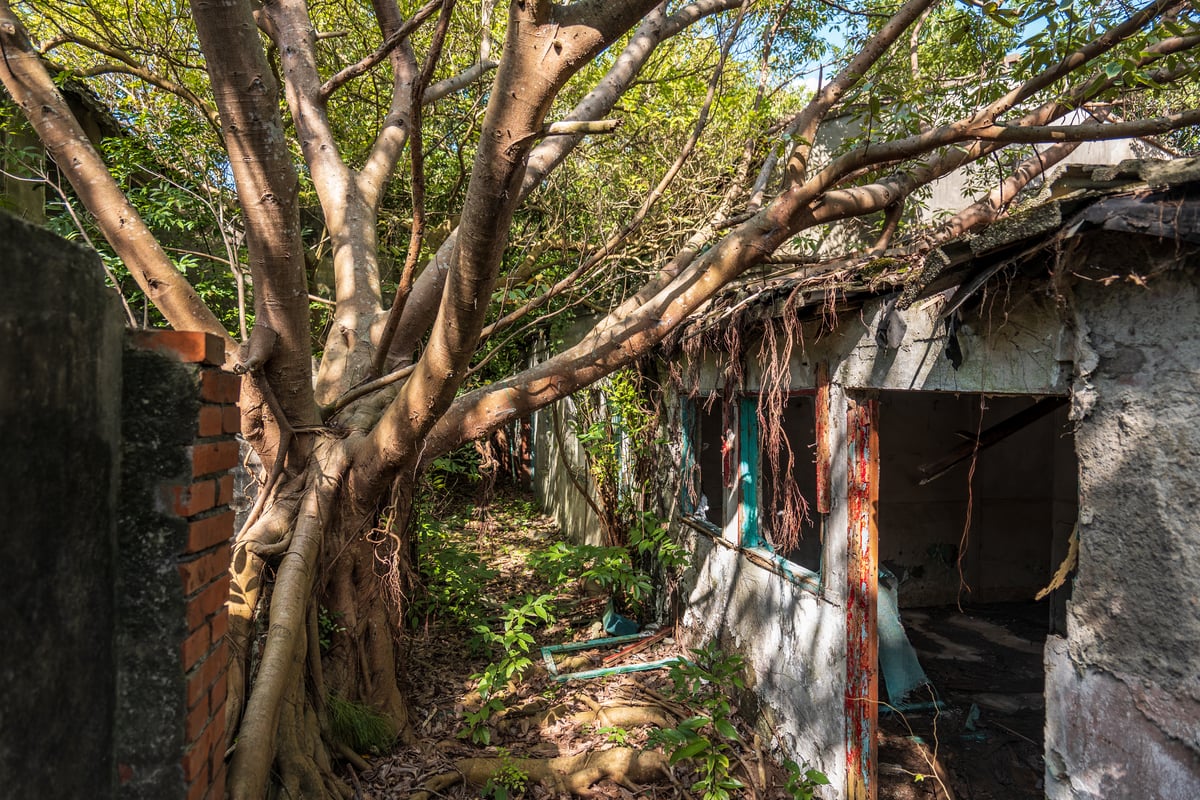 Overgrown Laneway at Jianguo No. 9 Village (建國九村)