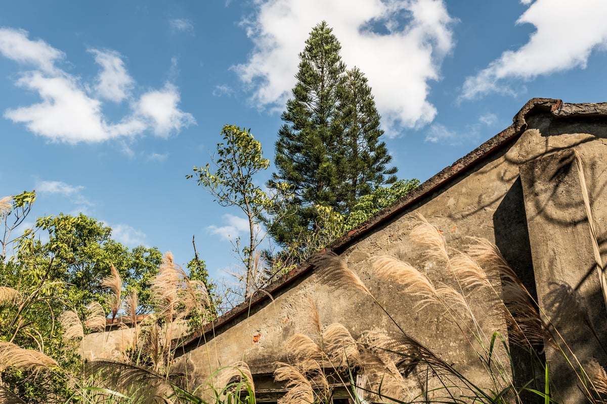 Silvergrass and Tall Trees at Jianguo No. 9 Village (建國九村)