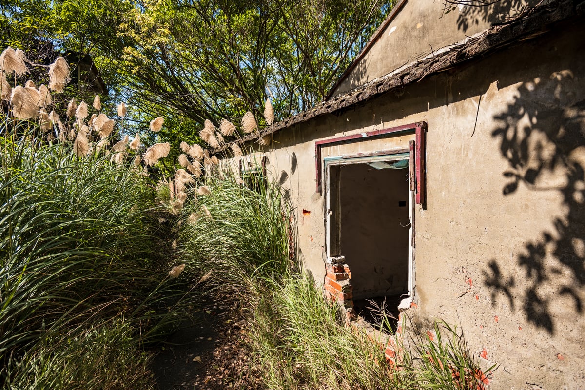 Abundant Silvergrass at Jianguo No. 9 Village (建國九村)
