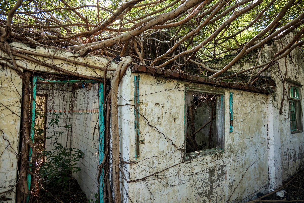 Banyan Colony at Jianguo No. 9 Village (建國九村)