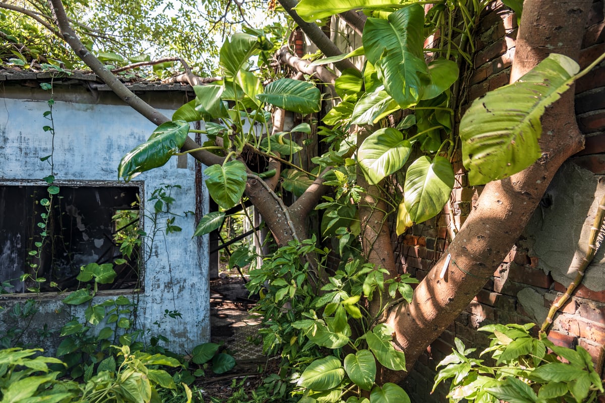 Nature Taking Over at Jianguo No. 9 Village (建國九村)