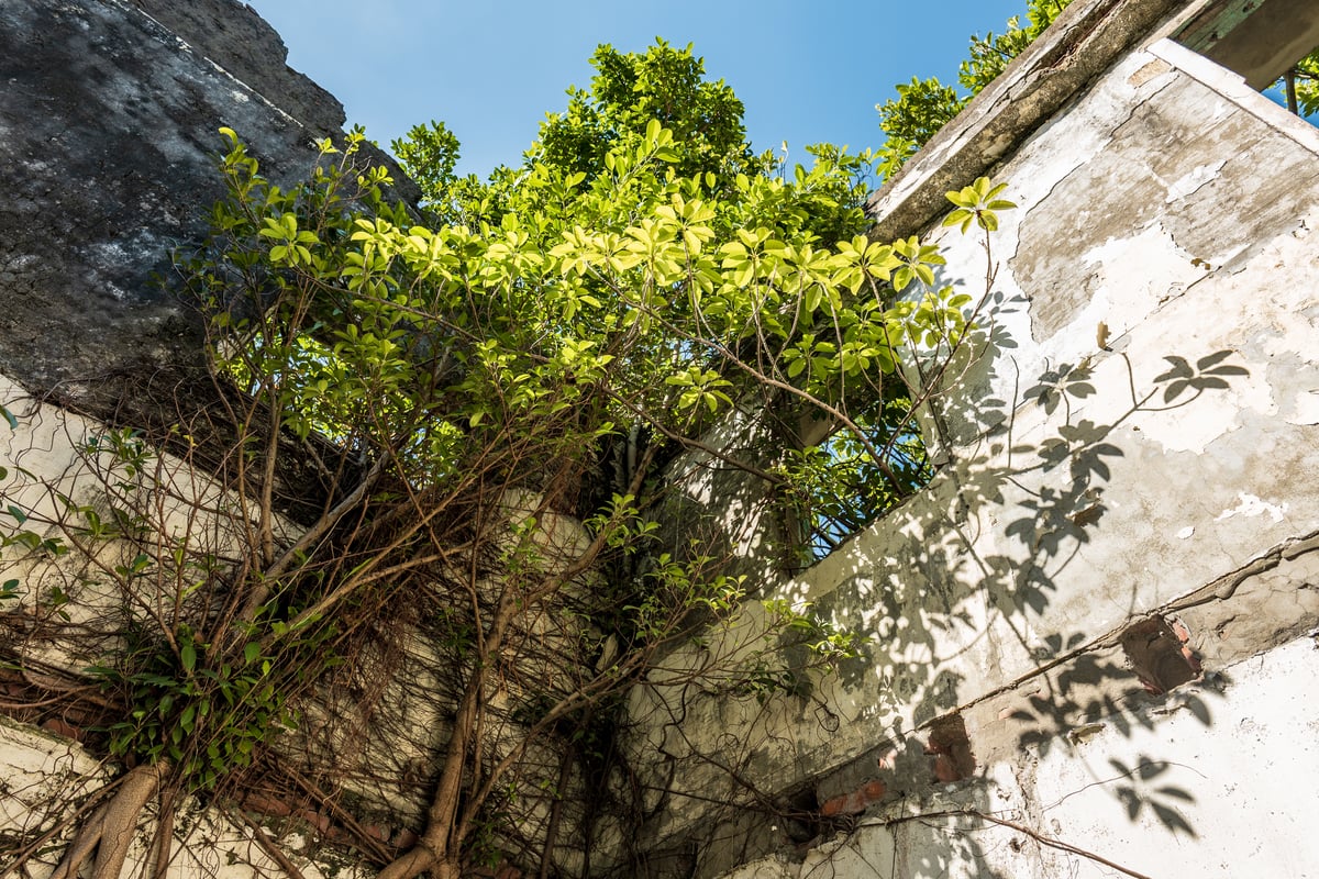 Reach For The Sky at Jianguo No. 9 Village (建國九村)